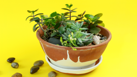  How to Make a Miniature Succulent Garden 